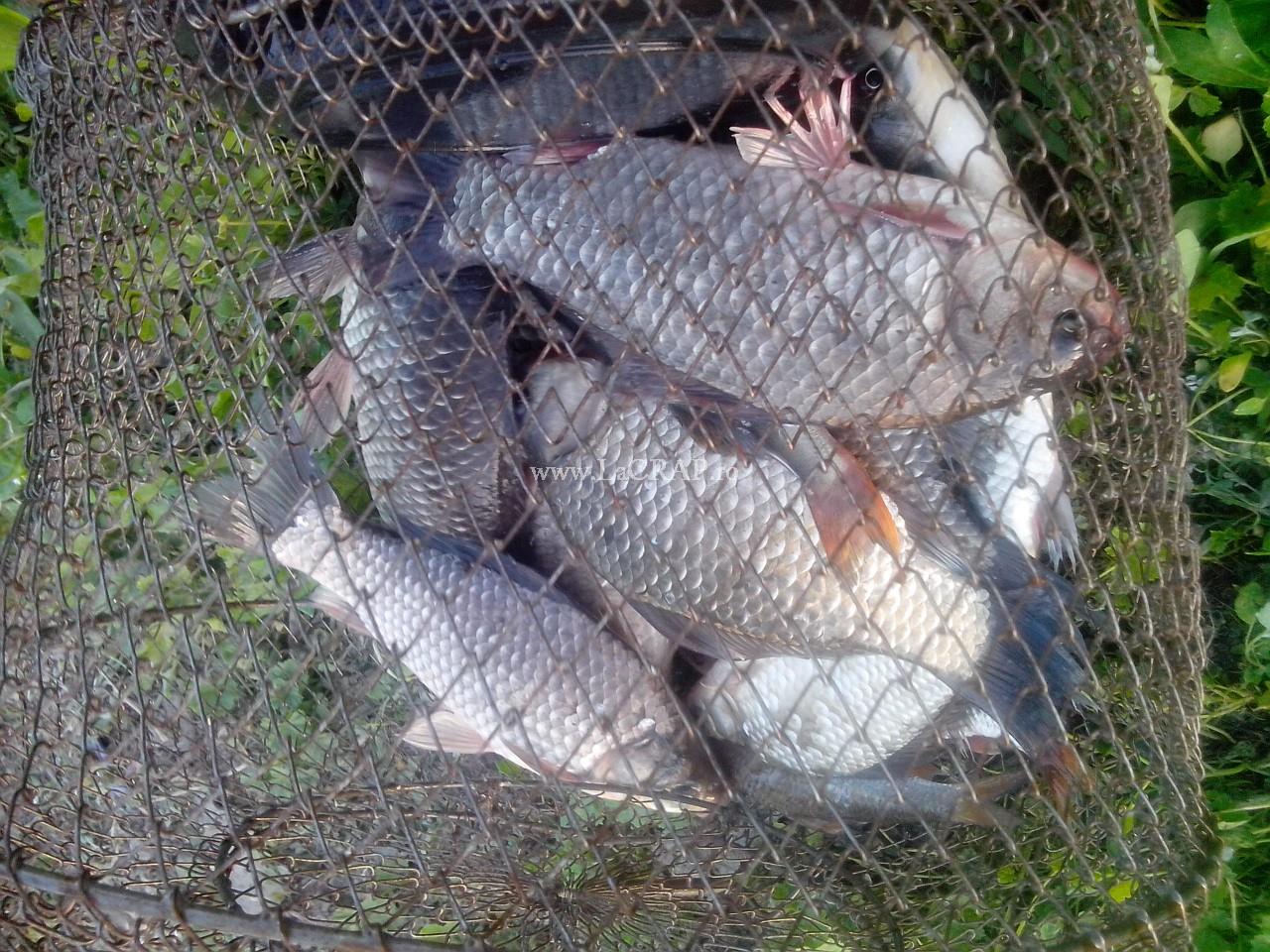 Fish - caras-mare.jpg